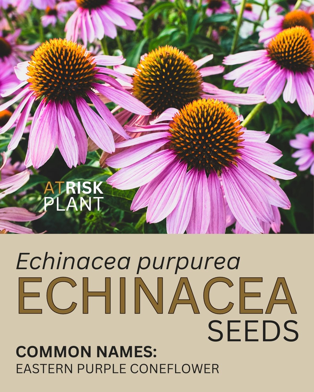 Echinacea Seed Packet