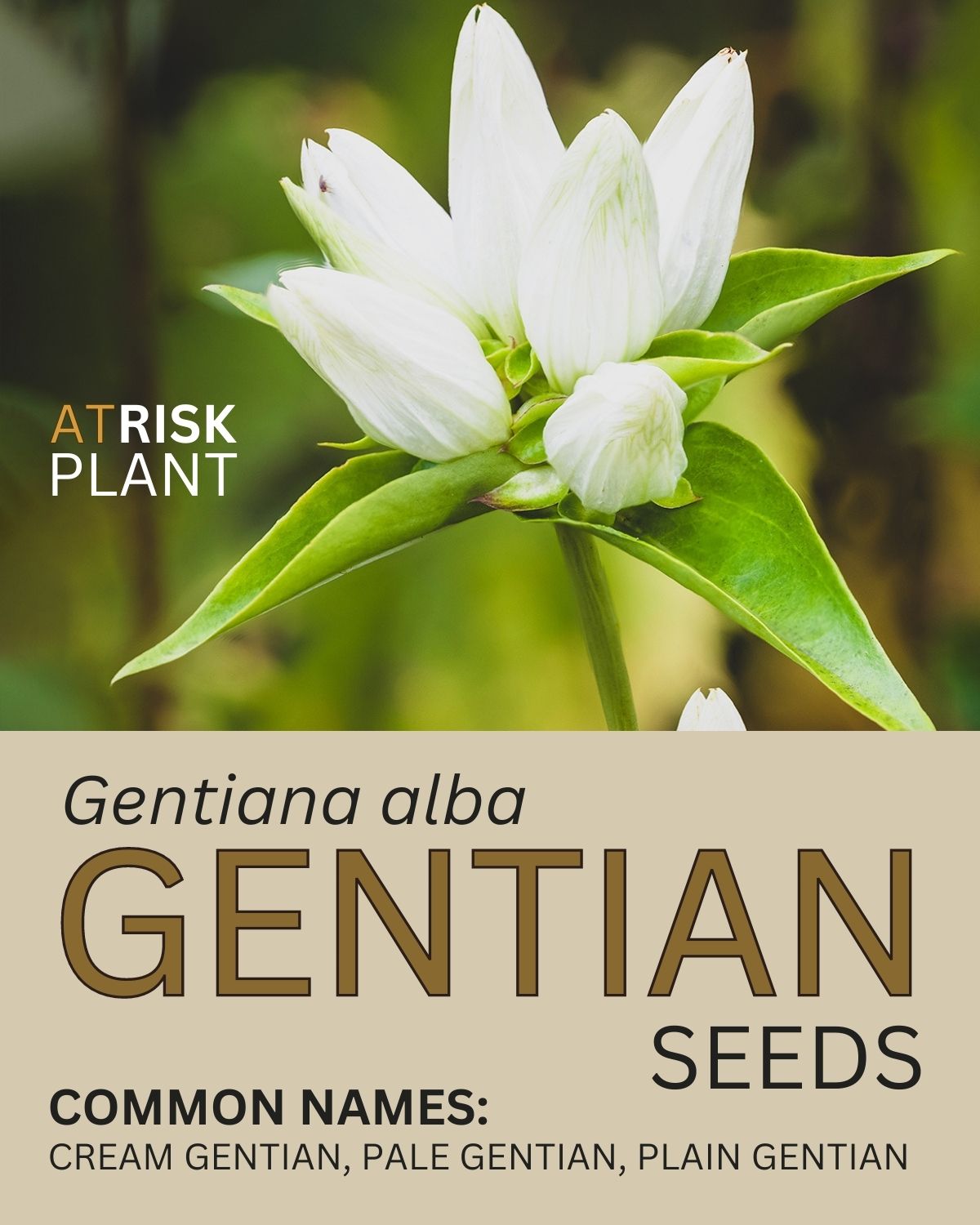 Gentian Seed Packet