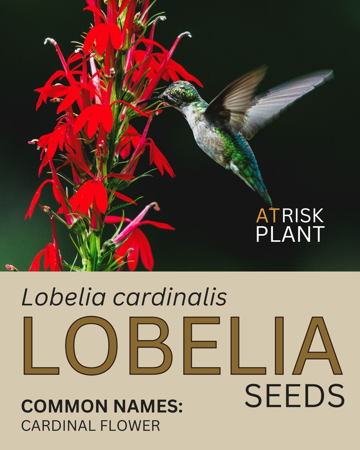 Lobelia Seed Packet