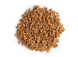 Wheatgrass Sprouting Seed